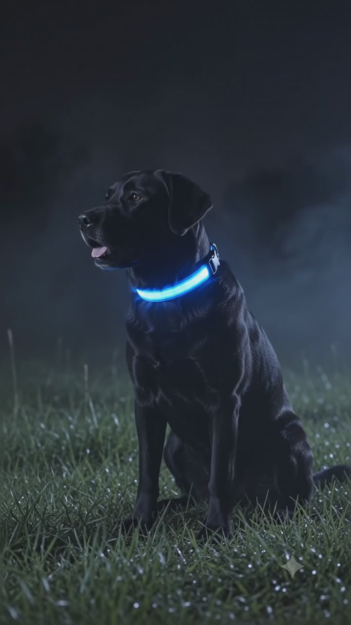 GlowSafe LED Dog Collar – Night Walks Made Easy
